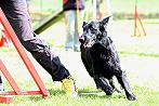 Amy2015Agility1klein