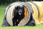 Amy2015Agility4klein