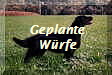 Geplante
Wrfe