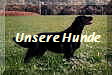 Unsere Hunde