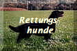 Rettungs-
hunde