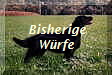 Bisherige
Wrfe