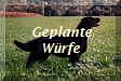 Geplante
Wrfe