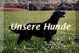 Unsere Hunde