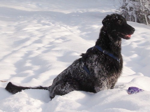 BALOU IM SCHNEE gross