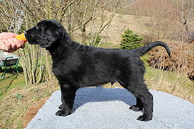 BisherigeWuerfeAda BisherigeWuerfeAda