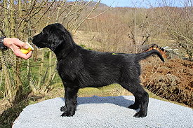 BisherigeWuerfeIvy BisherigeWuerfeIvy