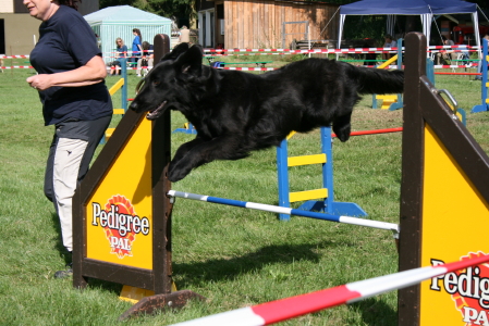 DDhanaAgility