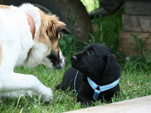 GGrady0511Hund