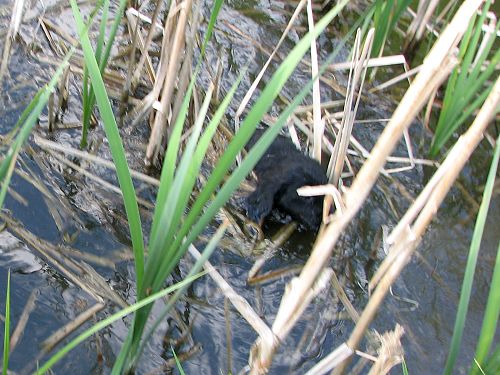 GTeich6 GTeich6