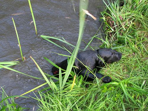 GTeich8 GTeich8