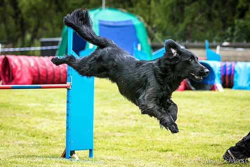 HLiam2017Agility