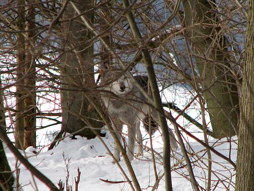 HWelpentreffen0313Wolf1