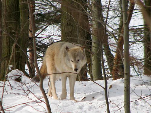 HWelpentreffen0313Wolf2 HWelpentreffen0313Wolf2