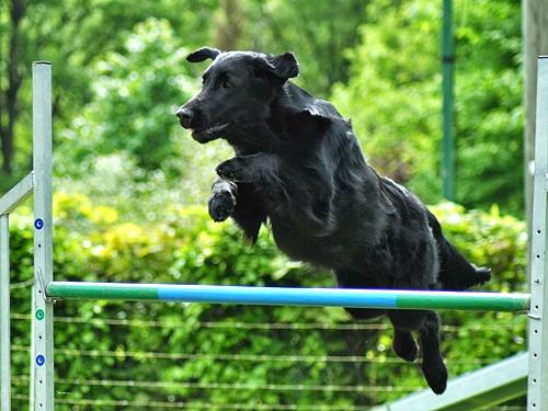 IRonja201505Agility