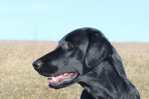 ITreffen20160204Ronja1 ITreffen20160204Ronja1