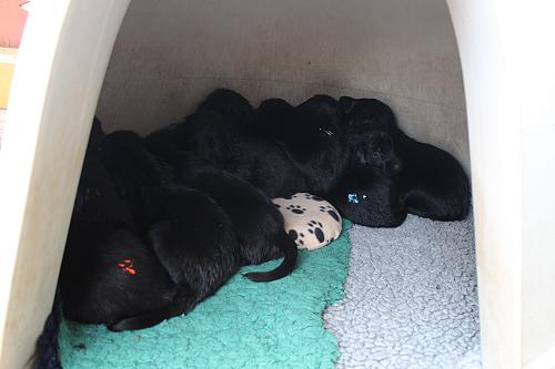 JHundehuette1 JHundehuette1
