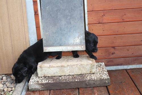 JHundehuette10 JHundehuette10