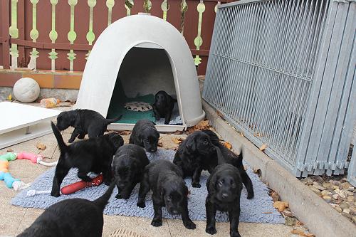 JHundehuette3 JHundehuette3