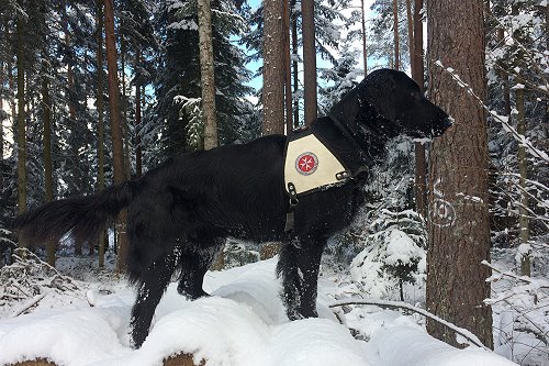 KLinus201712Rettungshund1 KLinus201712Rettungshund1