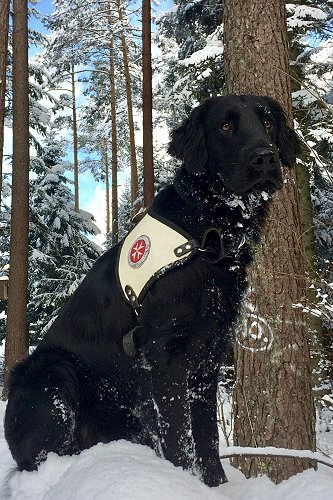 KLinus201712Rettungshund2 KLinus201712Rettungshund2