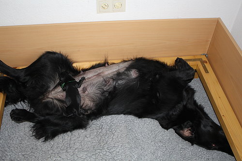 LGeburtTag1b LGeburtTag1b