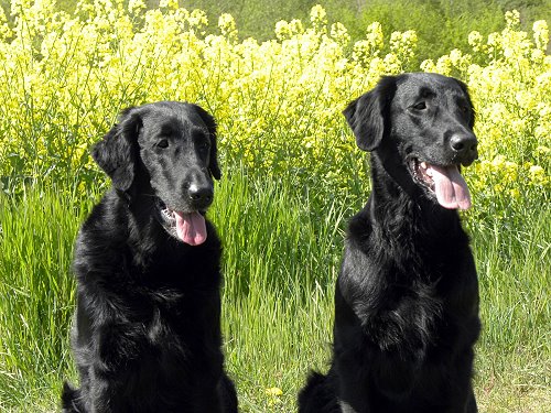 LHeaven202005e LHeaven202005e