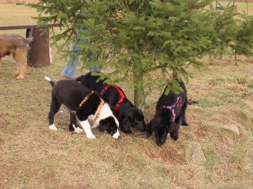 LostyHundeschule5