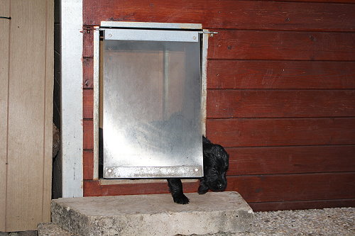 MHundehütte5 MHundehütte5