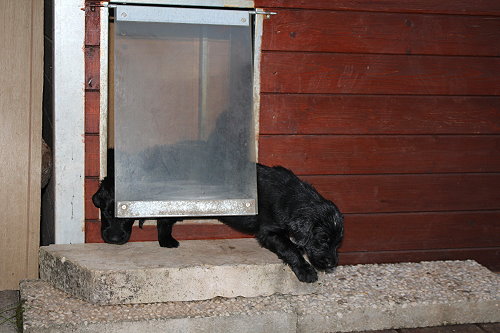 MHundehütte6 MHundehütte6