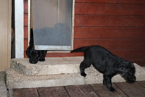 MHundehütte7 MHundehütte7