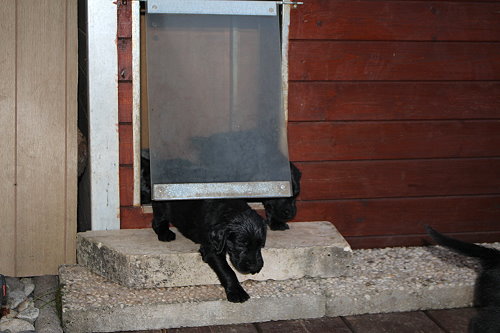 MHundehütte8 MHundehütte8