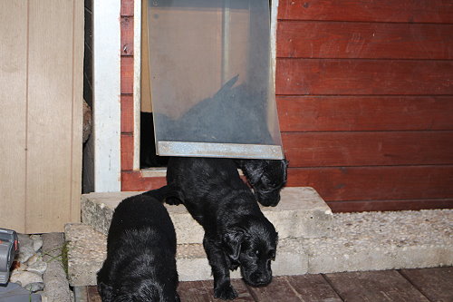 MHundehütte9 MHundehütte9