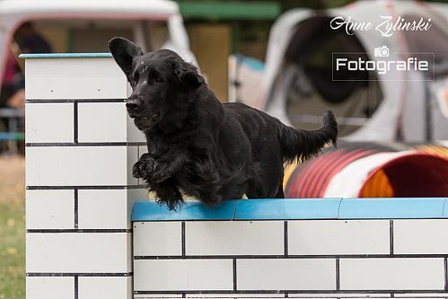 PleasureAgilitySchönstedt2018a PleasureAgilitySchönstedt2018a