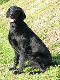UnsereHundeWhisper