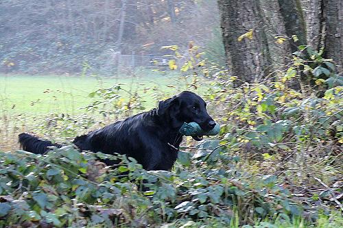 WWFreddyTraining20141123Pelle2