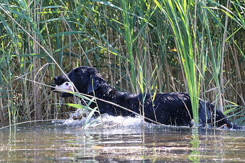 WWWasserseminar201807Ronja2 WWWasserseminar201807Ronja2