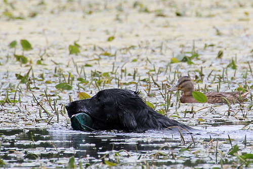 WWWasserseminar201907Kiss