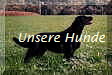 Unsere Hunde