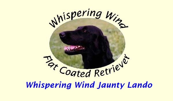 Whispering Wind Jaunty Lando